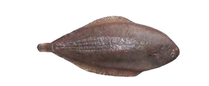 Tongue Sole